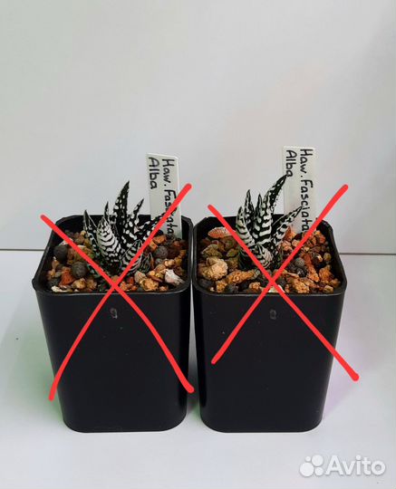 Суккуленты и кашпо