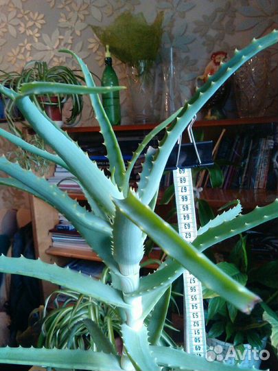 Алое 4,5 года