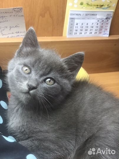 Котенок Британец