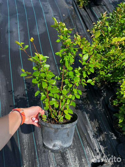 Можжевельник туи кустарники только опт