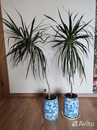 Драцена 1,5 м