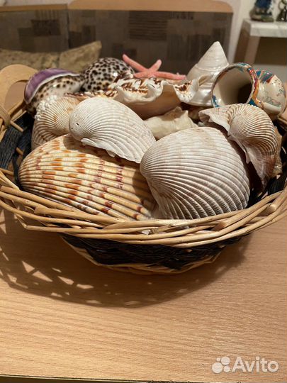 Ракушки для аквариума