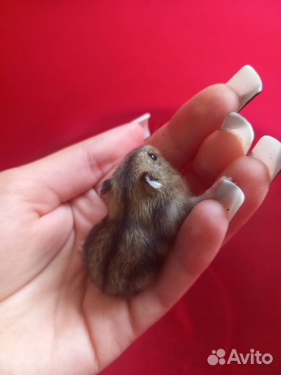 Джунгарский хомяк бесплатно