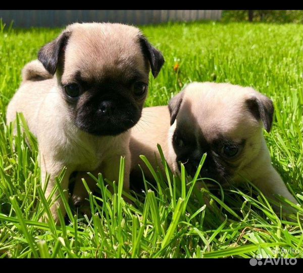 Щенки мопса