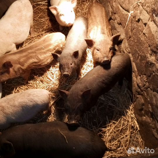 Вьетнамские поросята