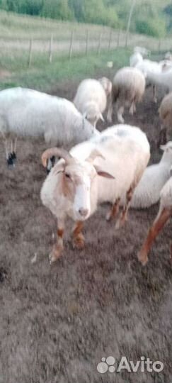 Овцы бараны