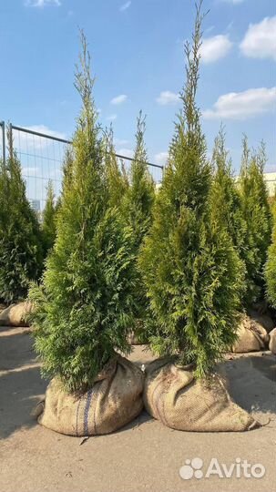 Туя смарагд 150 см