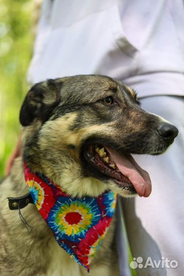 Собака из приюта - лучший друг