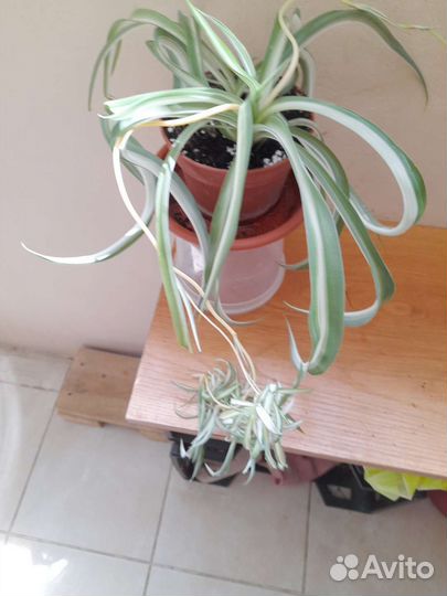 Хлорофитум,хлорофитум кудрявый