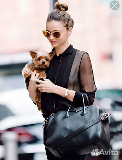 Няня для маленькой собачки на выходные