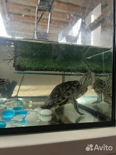 Красноухая черепаха бесплатно