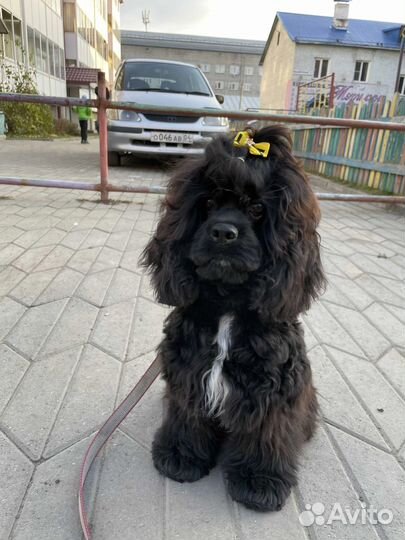 Американский кокер спаниель