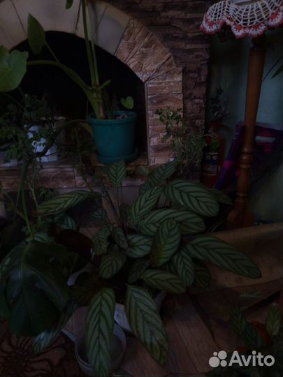 Цветы домашние