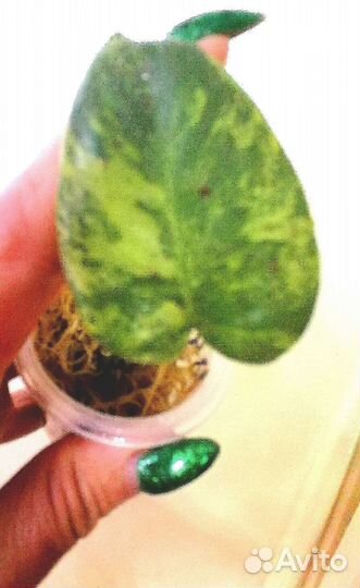 Филодендрон виоллин голубой жёлтый вар и другие