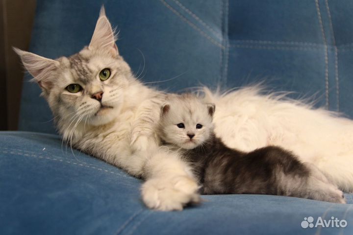 Кошка Мейн-кун