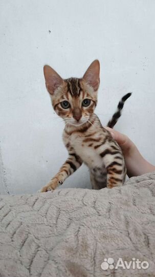 Бенгальский кот