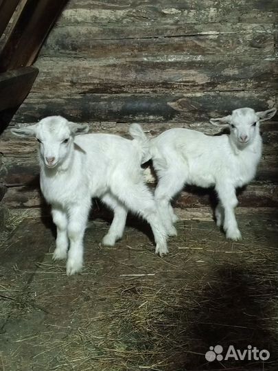 Козлята от молочной козы