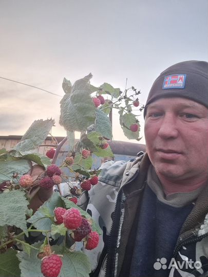 Малина ремонтантная