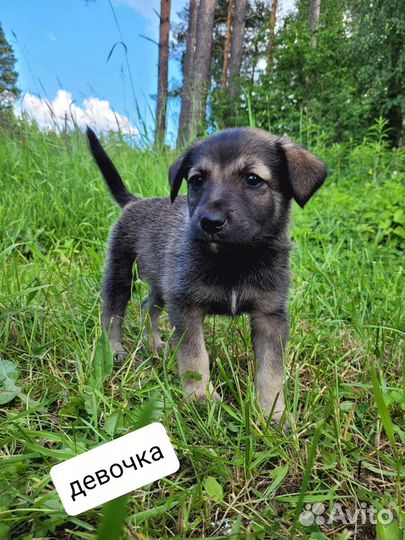Щенки ищут себе Семью бесплатно