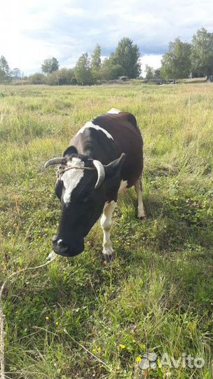 Корова дойная