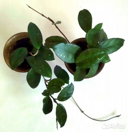 Ретро-растения в ретро горшках керам. 1960-70-90х