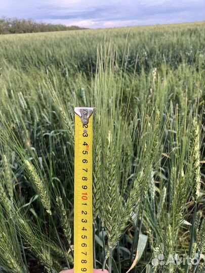 Семена Канадской озимой пшеницы рс1