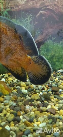 Астронотус