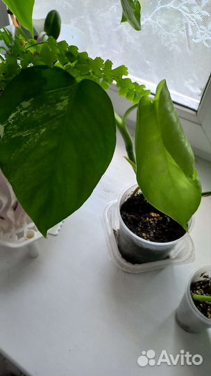 Монстера вариегатная альба