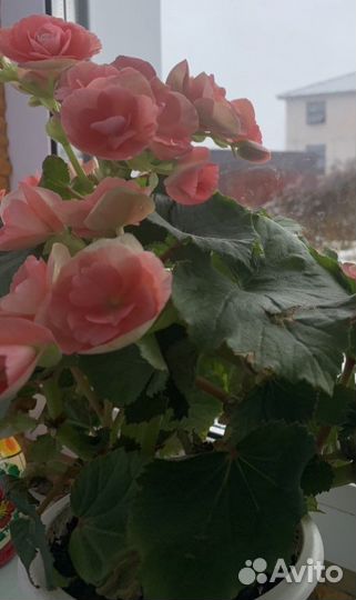 Бегония розовая в горшочке из джута