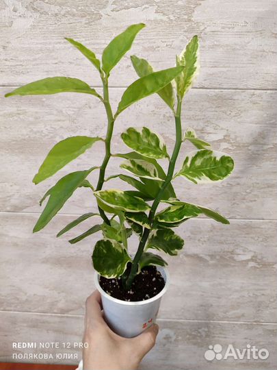 Комнатные растения разные