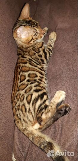 Элитные бенгальские котята