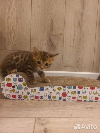 Бенгальские котята
