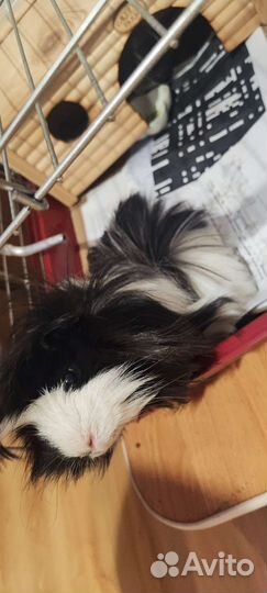 Морская свинка Перуанская