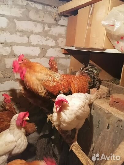 Куры несушки продам