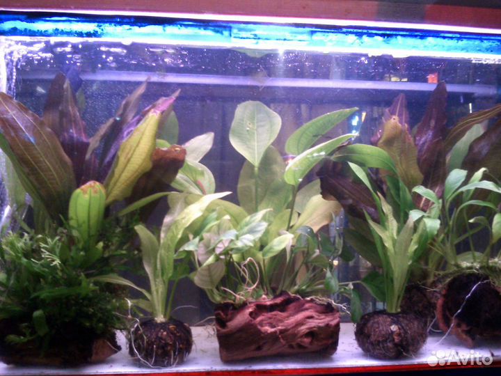 Аквариумные рыбки и растения в туле