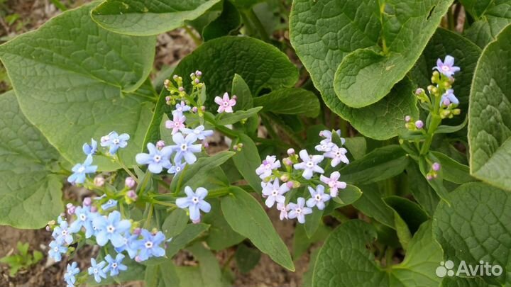 Бруннера многолетний почвопокровник саженцы обмен