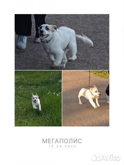 Отдам в добрые руки