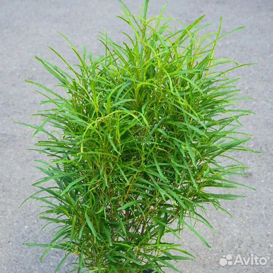 Крушина ломкая Рон Уильямс (1 саженец в горшке 15