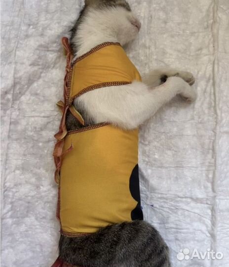 Ветеринарный врач на дом все виды хирургии