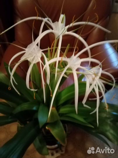 Гиппиаструм