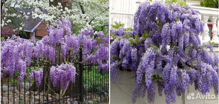 Саженцы и семена Глицинии Блю Мун зимостойкой