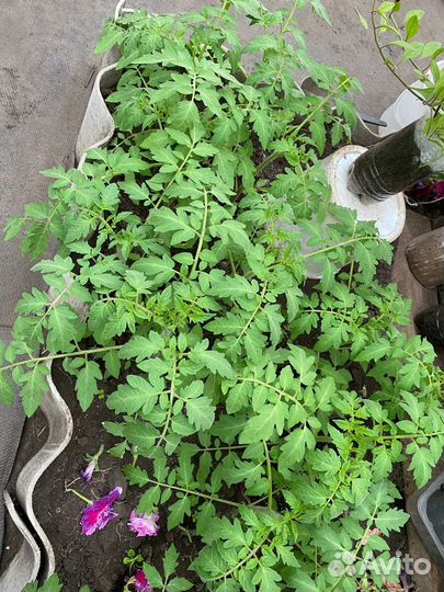 Рассада помидор крупные перец болгарский и острый