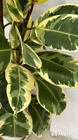 Фикус вариегатный
