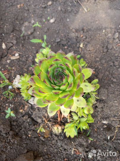 Пион узколистный,молодило, суккуленты