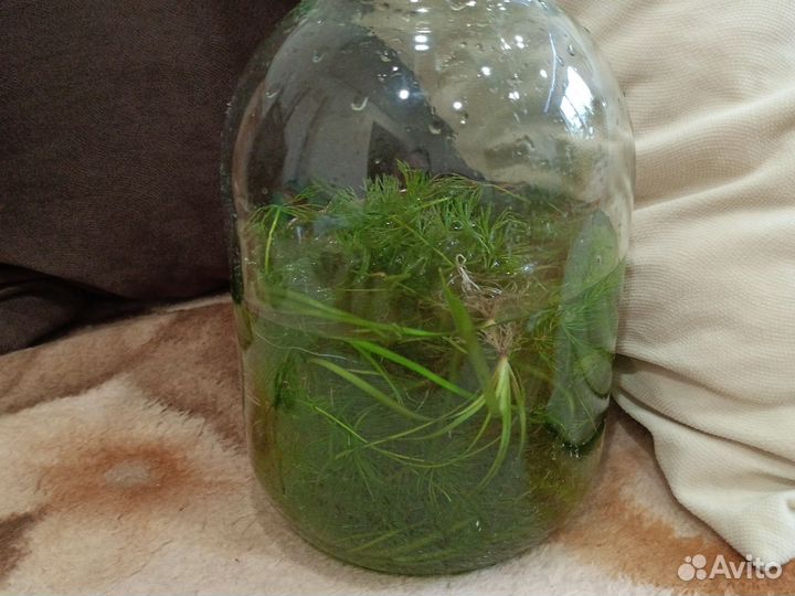 Аквариумные растения