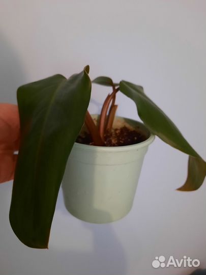 Филодендрон