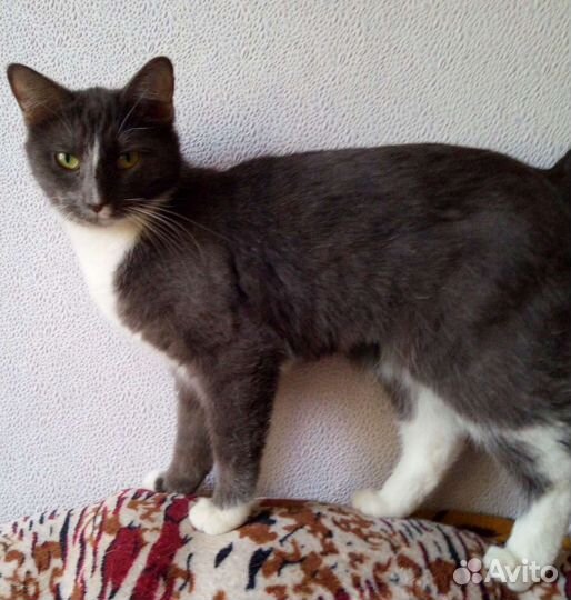 Котенок ищет дом