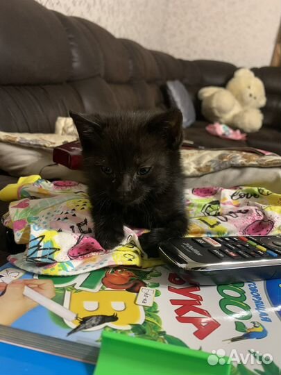 Кошка в дар