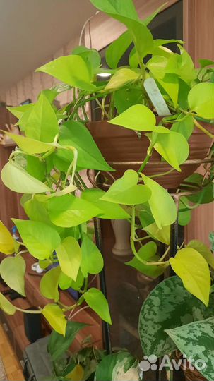 Сциндапсусы