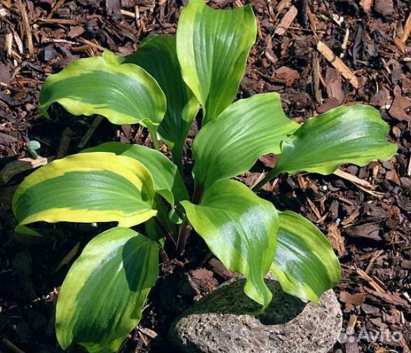 Коллекционные,мини,маусы и др.хосты. Много сортов